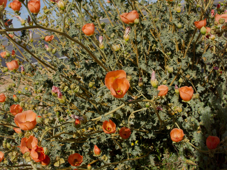 Sphaeralcea-ambigua-desert-apricot-mallow-Porcupine-Wash-Pinto-Basin-Rd-Joshua-Tree-NP-2018-03-15-IMG_7590.jpg