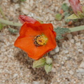 Sphaeralcea-ambigua-desert-mallow-with-bee-Joshua-Tree-NP-2017-03-25-IMG 4521