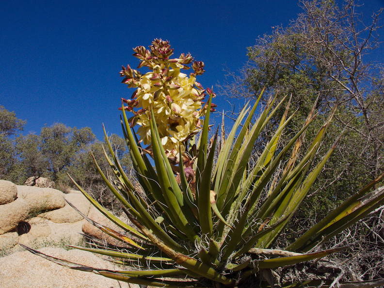 Yucca-schidigera-mojave-yucca-flowering-Hidden-Valley-Joshua-Tree-NP-2017-03-25-IMG_7932.jpg