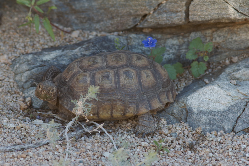 desert-tortoise-Gopherus-agassizii-south-Joshua-Tree-NP-2017-03-24-IMG_4234.jpg
