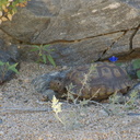 desert-tortoise-Gopherus-agassizii-south-Joshua-Tree-NP-2017-03-24-IMG 7707