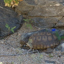desert-tortoise-Gopherus-agassizii-south-Joshua-Tree-NP-2017-03-24-IMG 7709