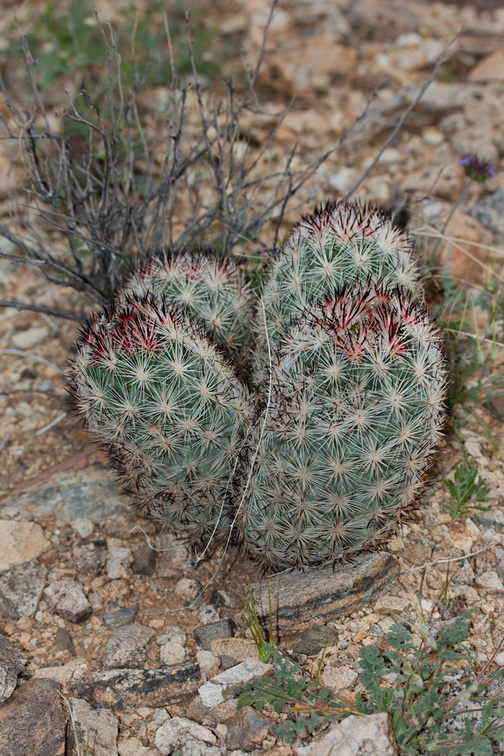 foxtail-cactus-Escobaria-vivipara-now-Coryphantha-alversonii-Hidden-Valley-Joshua-Tree-NP-2017-03-25-IMG 4542