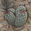 foxtail-cactus-Escobaria-vivipara-now-Coryphantha-alversonii-Hidden-Valley-Joshua-Tree-NP-2017-03-25-IMG 4542