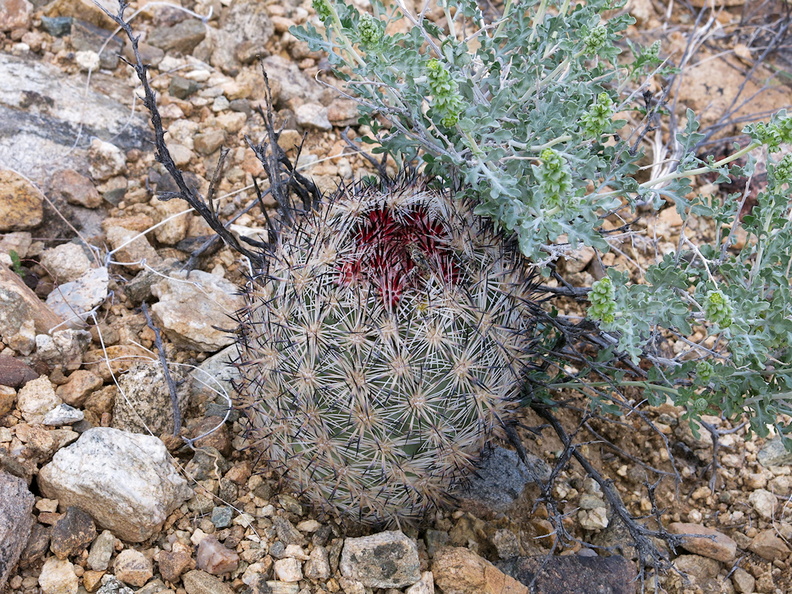 foxtail-cactus-Escobaria-vivipara-now-Coryphantha-alversonii-Joshua-Tree-NP-2017-03-25-IMG 7985