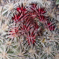 foxtail-cactus-Escobaria-vivipara-now-Coryphantha-alversonii-Joshua-Tree-NP-2017-03-25-IMG 7987