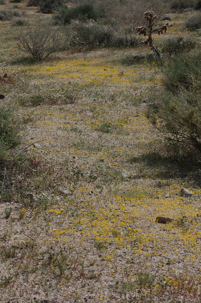 goldfields-carpeting-ground-at-Pinto-Mtn-area-2017-03-15-IMG_3969.jpg