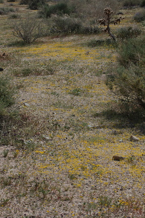goldfields-carpeting-ground-at-Pinto-Mtn-area-2017-03-15-IMG 3969