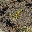 sphingid-caterpillars-Hyles-lineata-Fried-Liver-Wash-Pinto-Basin-Rd-Joshua-Tree-NP-2017-03-16-IMG 7672