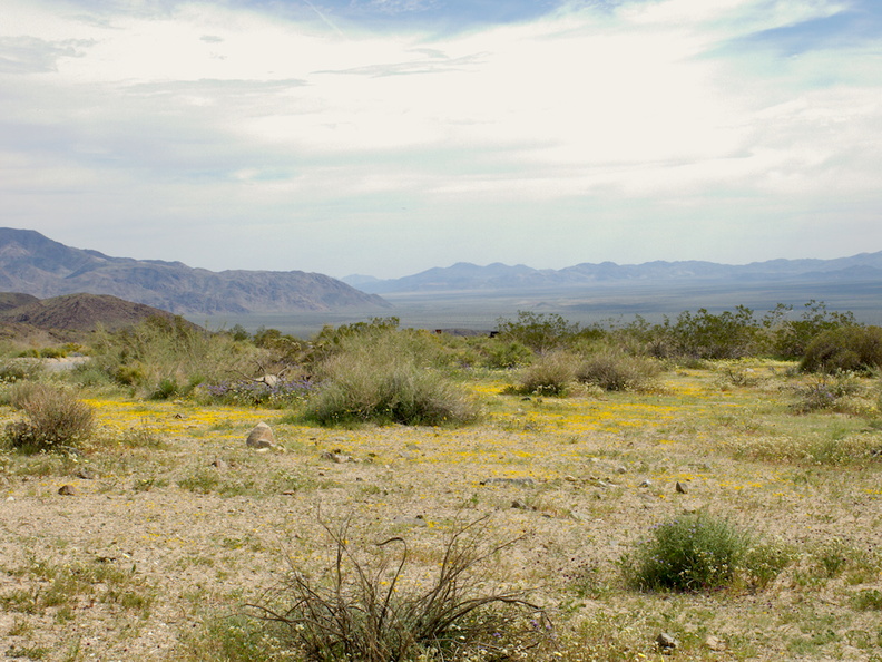view-of-Pinto-Basin-from-slope-covered-in-wildflowers-S-of-pass-Joshua-Tree-NP-2018-03-15-IMG 7486