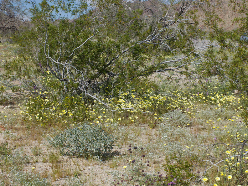 wildflower-field-at-S-park-entrance-Cottonwood-Canyon-Joshua-Tree-NP-2018-03-15-IMG_7583.jpg