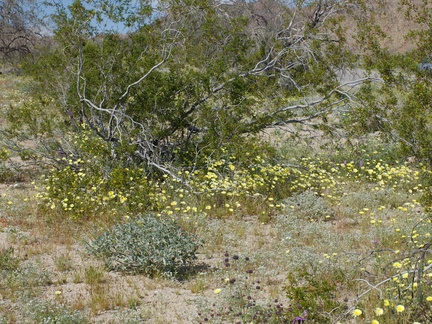 wildflower-field-at-S-park-entrance-Cottonwood-Canyon-Joshua-Tree-NP-2018-03-15-IMG 7583