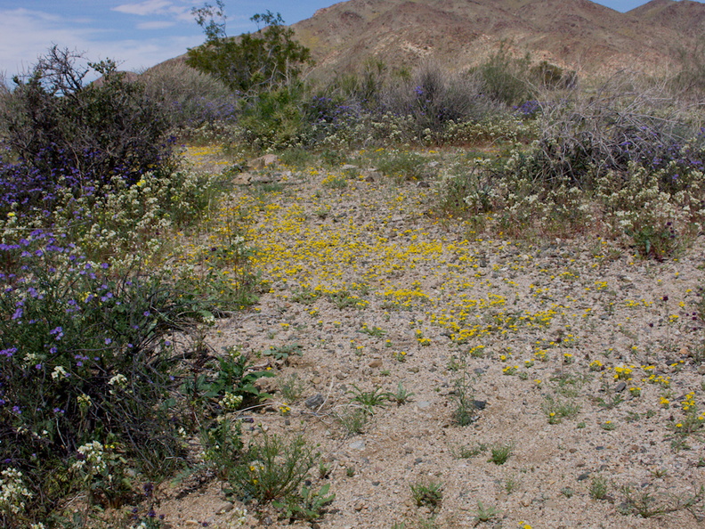 wildflowers-in-wash-near-Pinto-Basin-Rd-S-of-pass-Joshua-Tree-NP-2018-03-15-IMG_7498.jpg