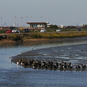 cormorants-bolsa-chica-view-north02-LA-2008-02-16-img 6105a