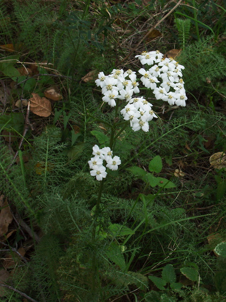 Achillea-millefolium-yarrow-Valley-View-trail-Pfeiffer-Big-Sur-2011-01-02-IMG 0373