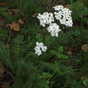 Achillea-millefolium-yarrow-Valley-View-trail-Pfeiffer-Big-Sur-2011-01-02-IMG 0373