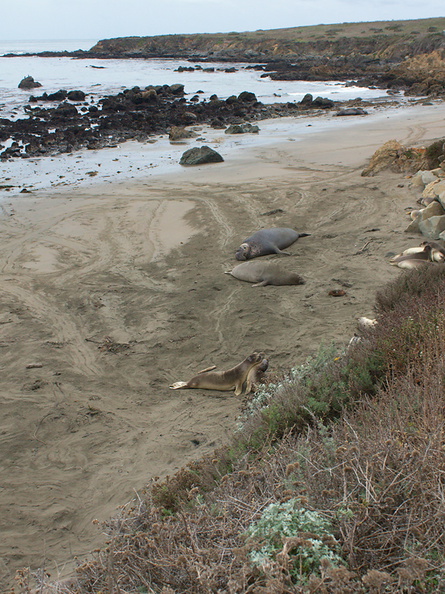 Elephant-Seal-Beach-2012-12-15-IMG_6962.jpg