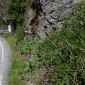 Epipactis-gigantea-Hwy-1-roadside-2009-05-21-IMG 2887