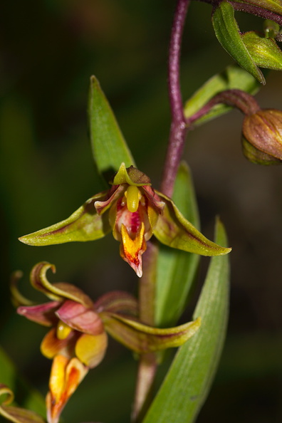 Epipactis-gigantea-stream-orchid-Central-Coast-PCH-2010-05-19-IMG_0737.jpg