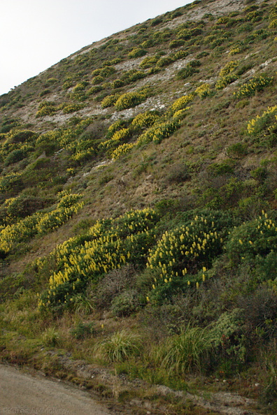 Lupinus-sp-Hwy-1-hillsides-2009-05-21-CRW_8139.jpg