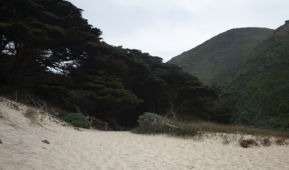 Monterey-cypress-and-wetlands-Pfeiffer-State-Beach-2013-03-02-IMG 7542