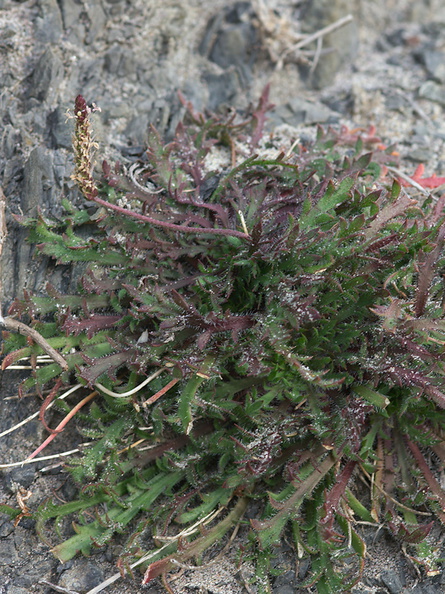 Plantago-sp-coronopus-cutleaf-plantain-Pfeiffer-Beach-Big-Sur-2012-01-02-IMG_3843.jpg