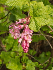 Ribes-malvaceum-chaparral-currant-at-stream-orchid-location-PCH-2013-03-02-IMG 0199