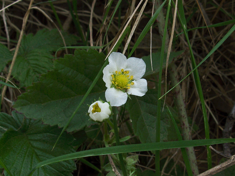 Rubus-sp-ursinus-California-blackberry-Valley-View-trail-Pfeiffer-Big-Sur-2011-01-02-IMG_0362.jpg