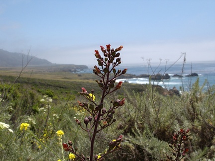 Scrophularia-californica-coast-figwort-Hwy-1-2009-05-26-IMG 3052