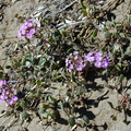 Verbena Morro dune1-2000-11-22