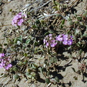 Verbena Morro dune1-2000-11-22