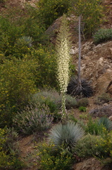Yucca-whipplei-chaparral-yucca-Hwy1-2009-05-26-CRW 8196