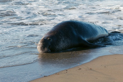 elephant-seal-female-Seach-Beach-PCH-2016-12-28-IMG 3585
