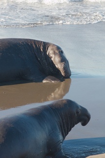 elephant-seal-males-Seal-Beach-PCH-2016-12-28-IMG 3591