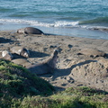 elephant-seals-on-Seal-Beach-view-PCH-2016-12-28-IMG_3579.jpg