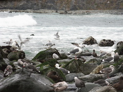 gulls-bathing-in-freshwater-creek-Willow-Creek-jade-beach-at-ocean-Big-Sur-2012-12-15-IMG 3101