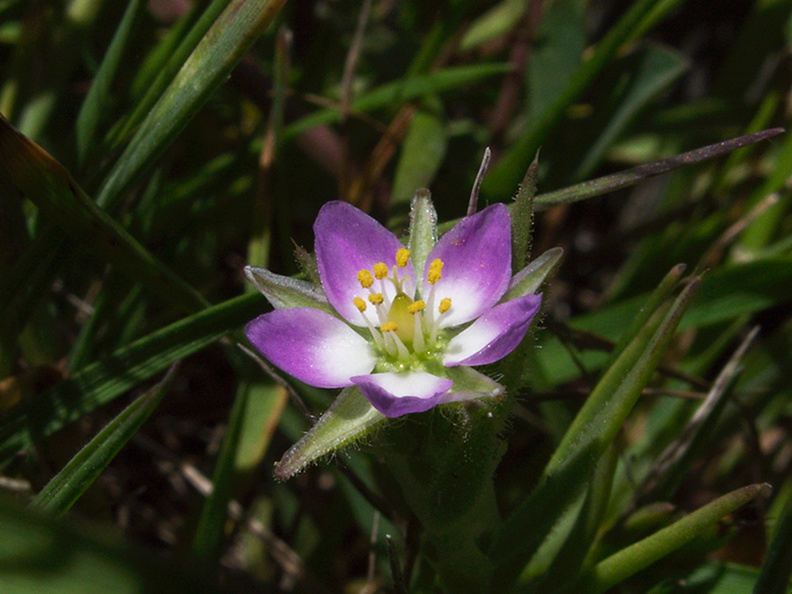 indet-herb-5-free-petals-10-stamens-blue-white-meadow-near-Seal_Beach-PCH-2010-05-19-IMG_5212.jpg