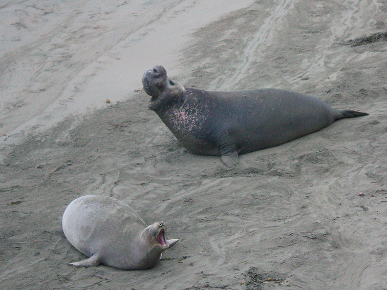 juvenile-male-and-female-duet-Elephant-Seal-Beach-2012-12-15-IMG 6964