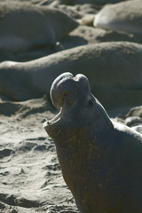 male-seal-honking-Seal-Beach-Hwy1-2012-01-01-IMG 3763