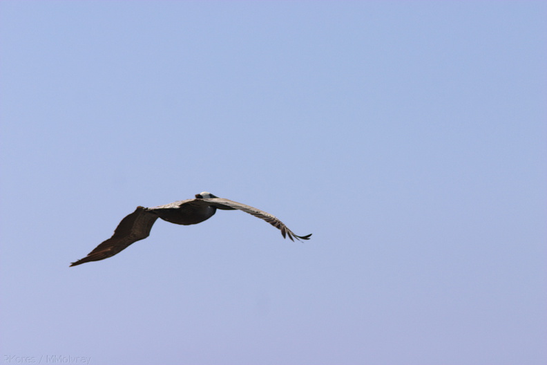 pelicans-Seal-Beach-2009-05-21-CRW_8087.jpg