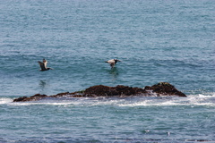 pelicans-Seal-Beach-2009-05-21-CRW 8088