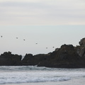 pelicans-flying-Pfeiffer-Beach-Big-Sur-2012-01-02-IMG_3853.jpg