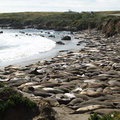 seal-beach-basking-hundreds-2010-05-19-IMG_5216.jpg