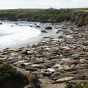 seal-beach-basking-hundreds-2010-05-19-IMG 5216
