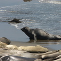 seals-on-beach-2009-05-21-CRW 8092
