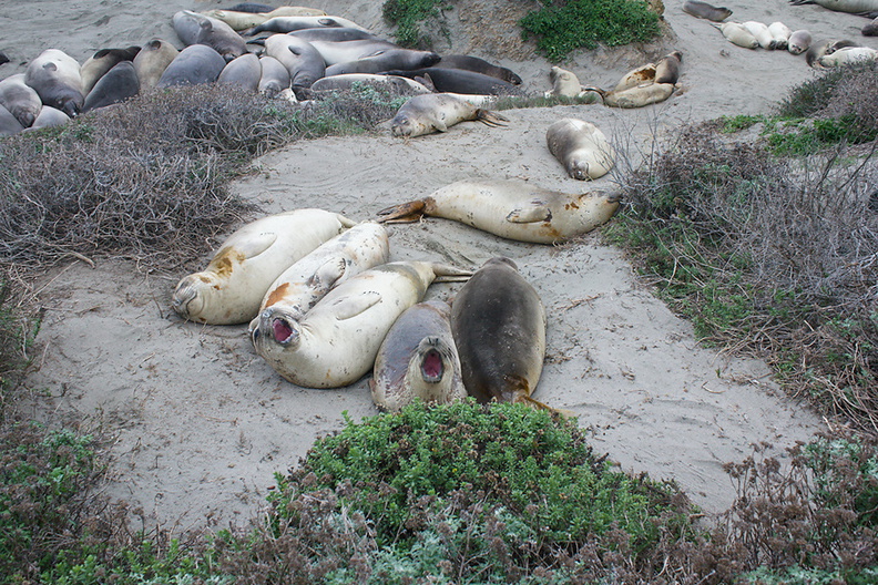 yearlings-taking-it-easy-Elephant-Seal-Beach-2012-12-15-IMG_6959.jpg