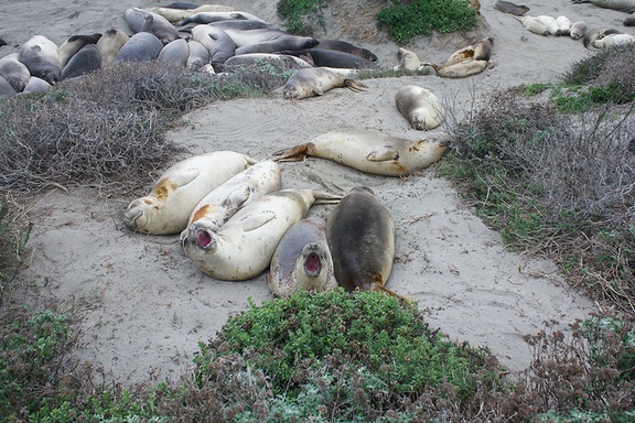yearlings-taking-it-easy-Elephant-Seal-Beach-2012-12-15-IMG 6959