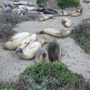 yearlings-taking-it-easy-Elephant-Seal-Beach-2012-12-15-IMG 6959