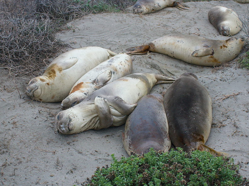 yearlings-taking-it-easy-Elephant-Seal-Beach-2012-12-15-IMG 6960