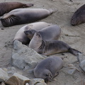 young-elephant-seals-Seal-Beach-2013-03-02-IMG_0210.jpg